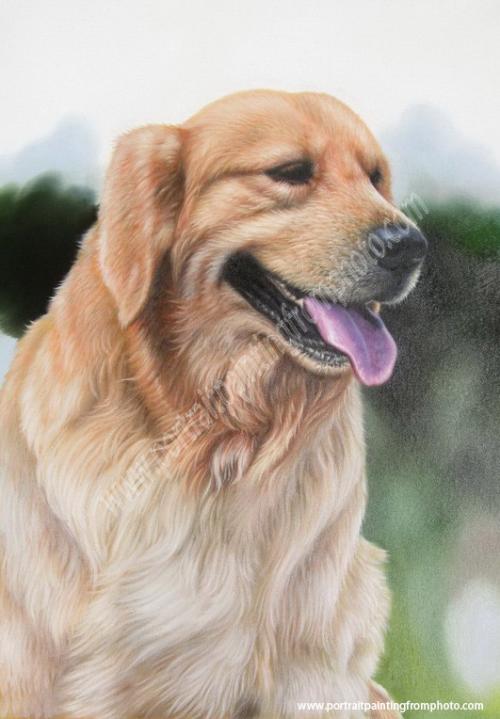 18, dog portrait 4, Golden retriever 18