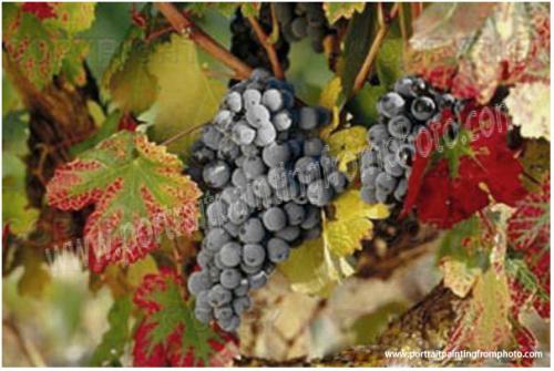 grape painting from photo 1