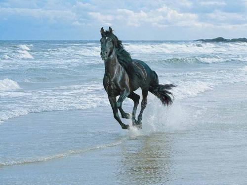 21a, horse on beach